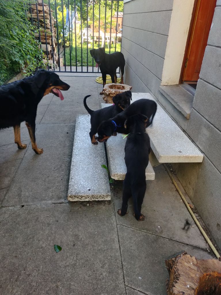 chiot Berger de Beauce Du Domaine De Cobra