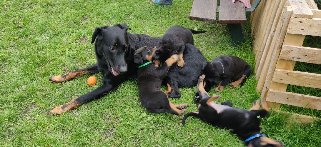 chiot Berger de Beauce Du Domaine De Cobra